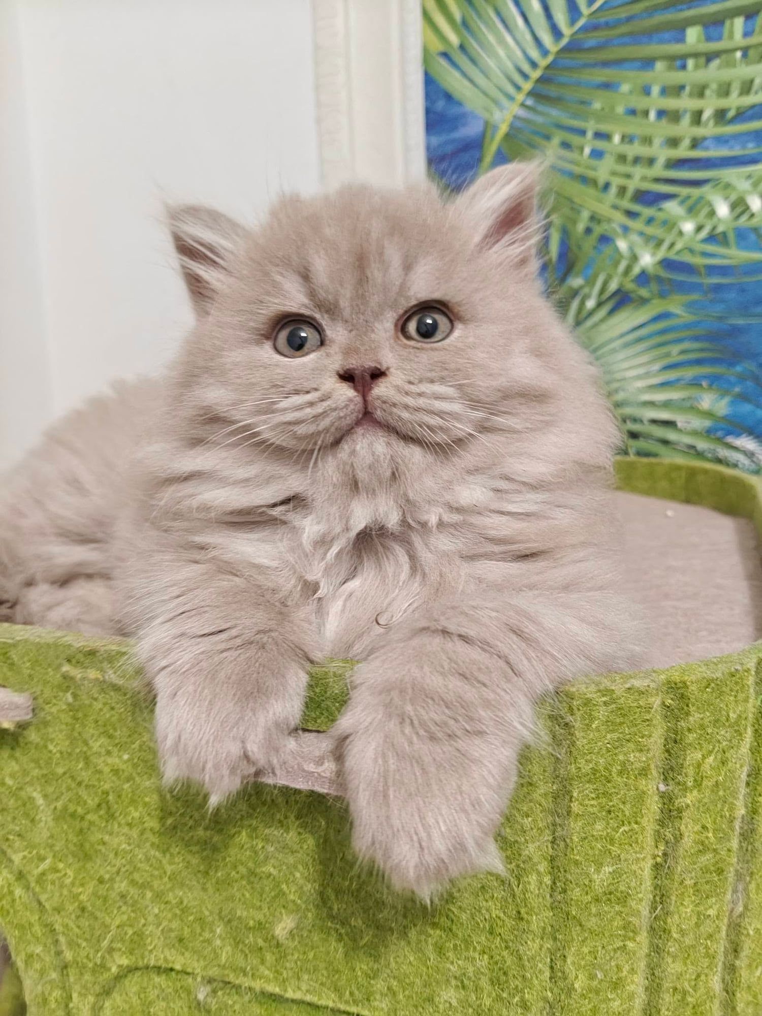 Gatinho British Longhair lilás num cesto