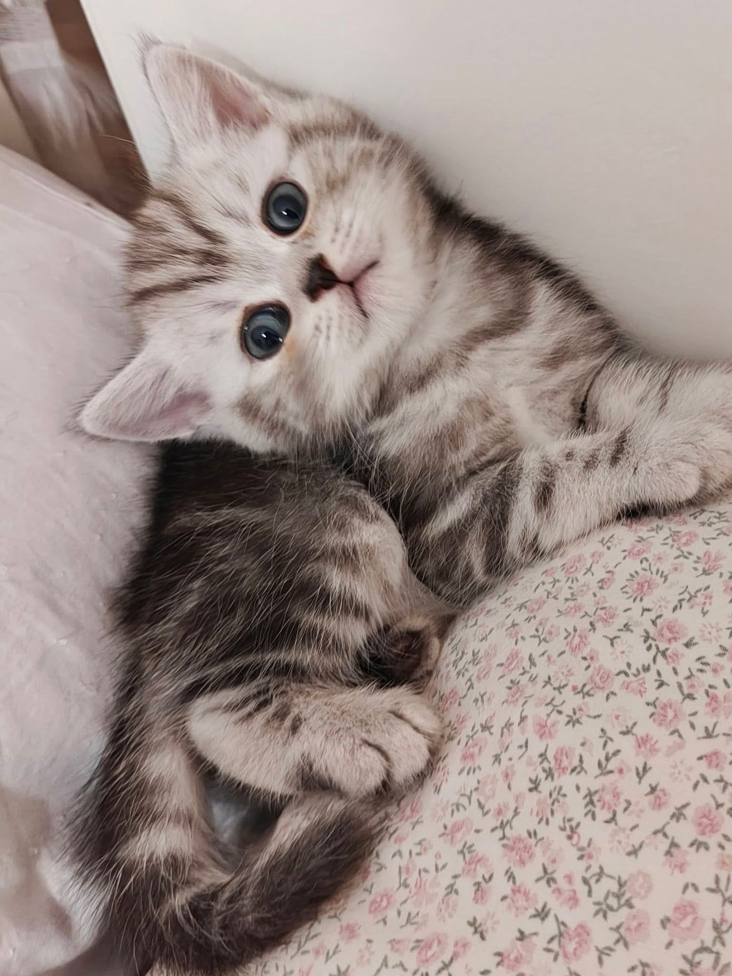 Gatinho British Shorthair prateado tabby deitado