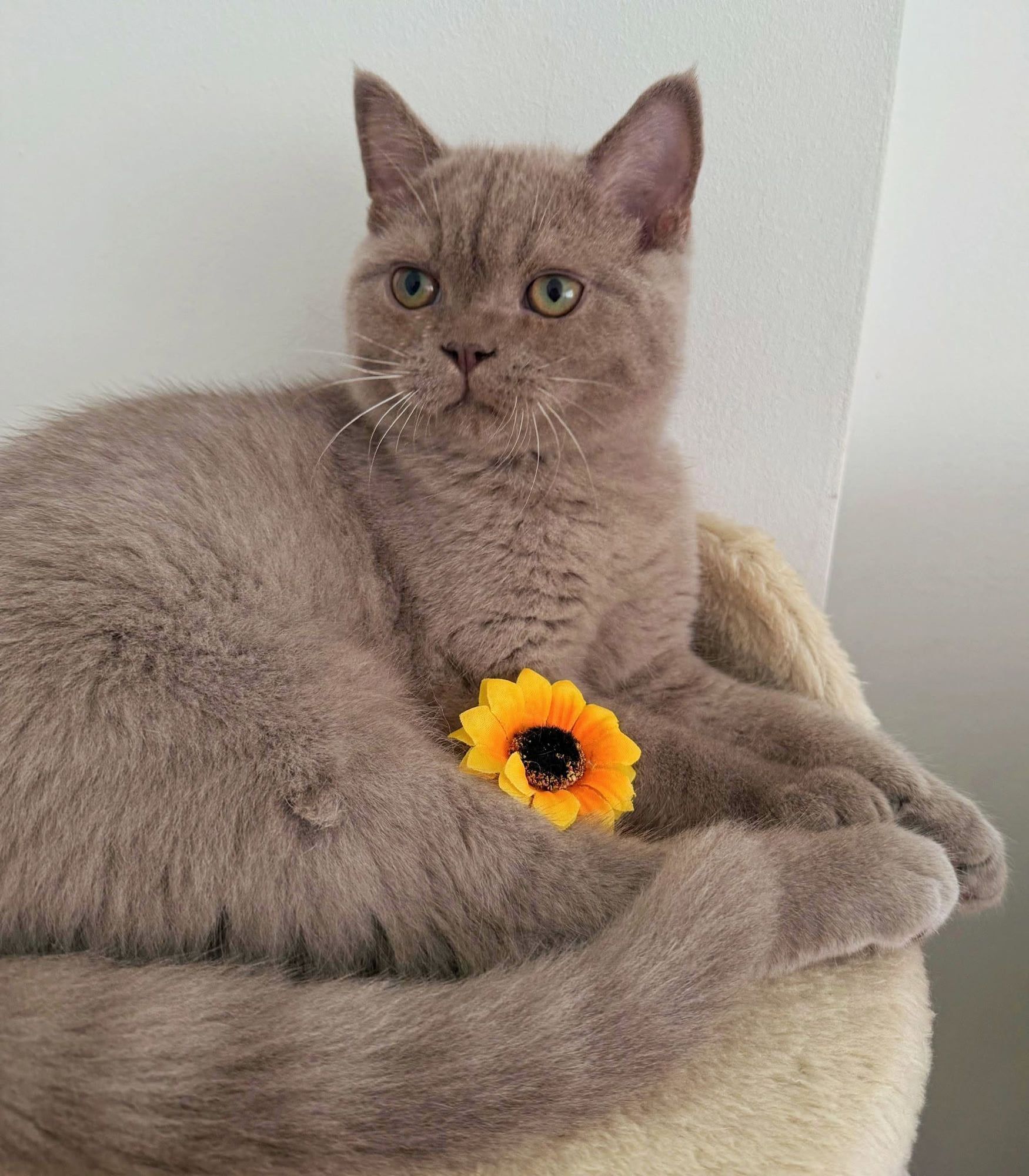 Gatinho British Shorthair lilás com um girassol