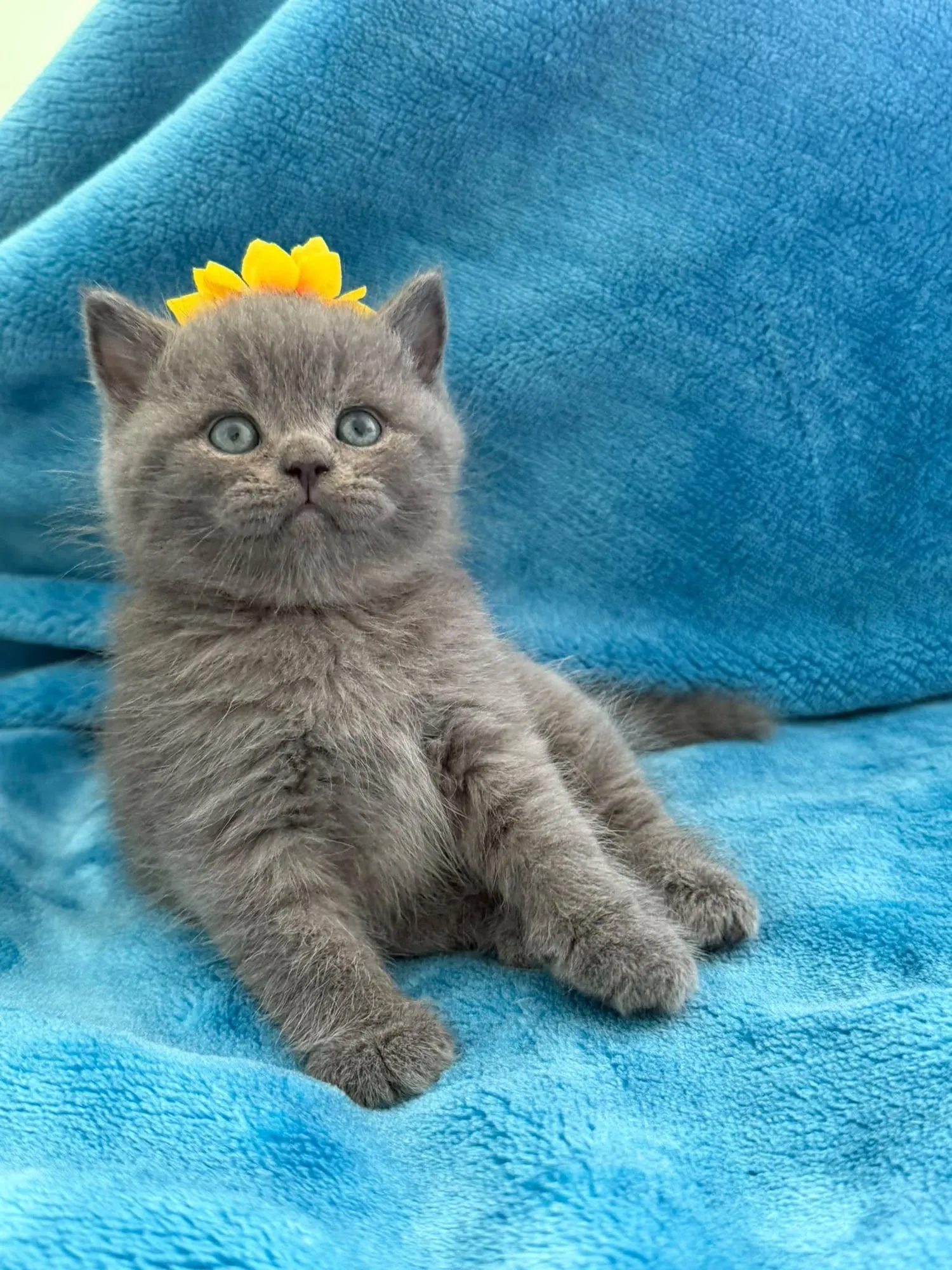 Gatinho British Shorthair azul com um girassol