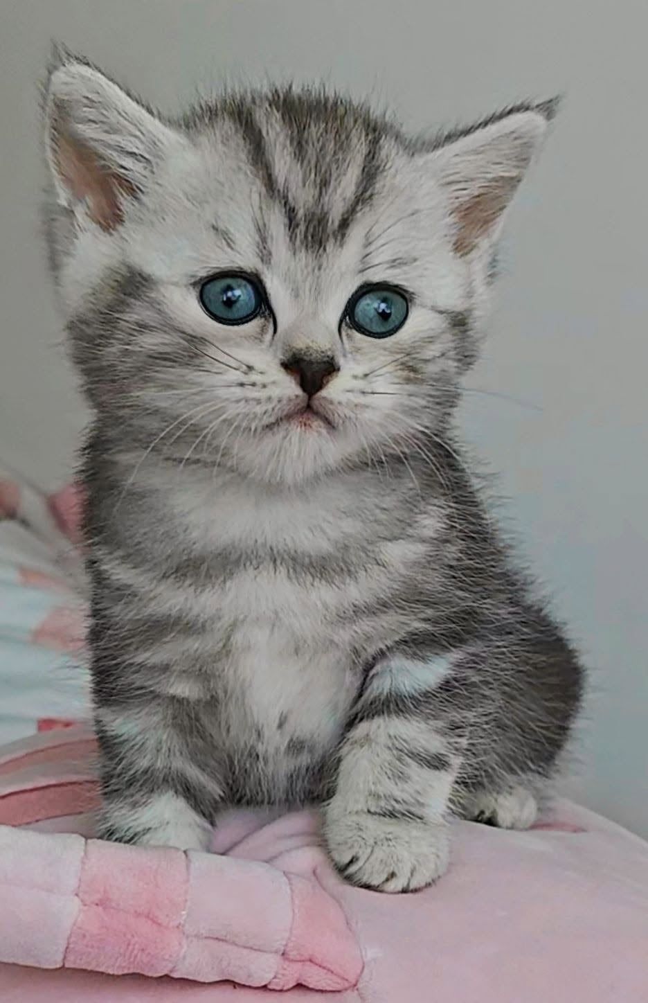 Gatinho British Shorthair prateado tabby sentado