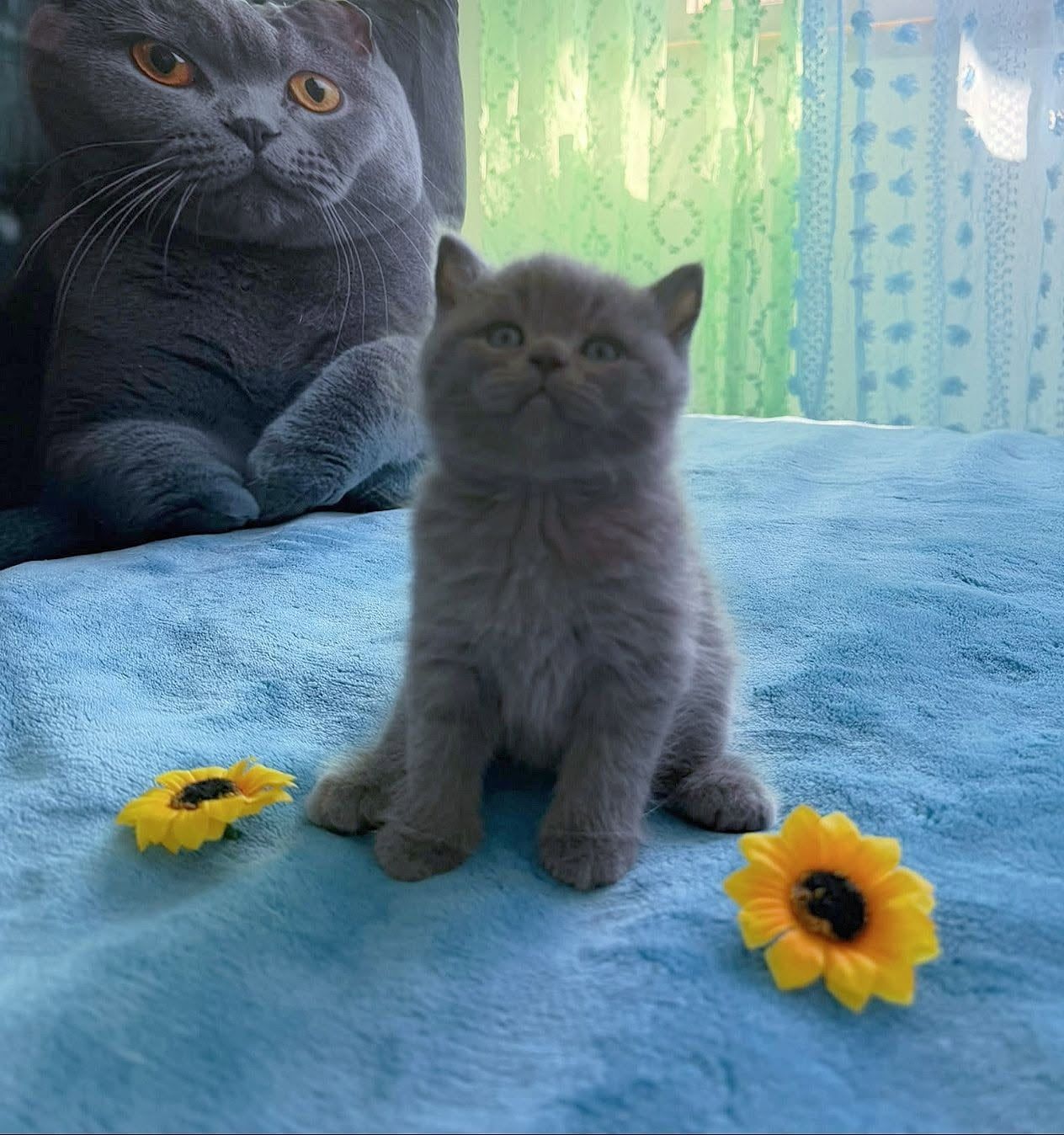 Gatinho British Shorthair azul, com um gato adulto atrás