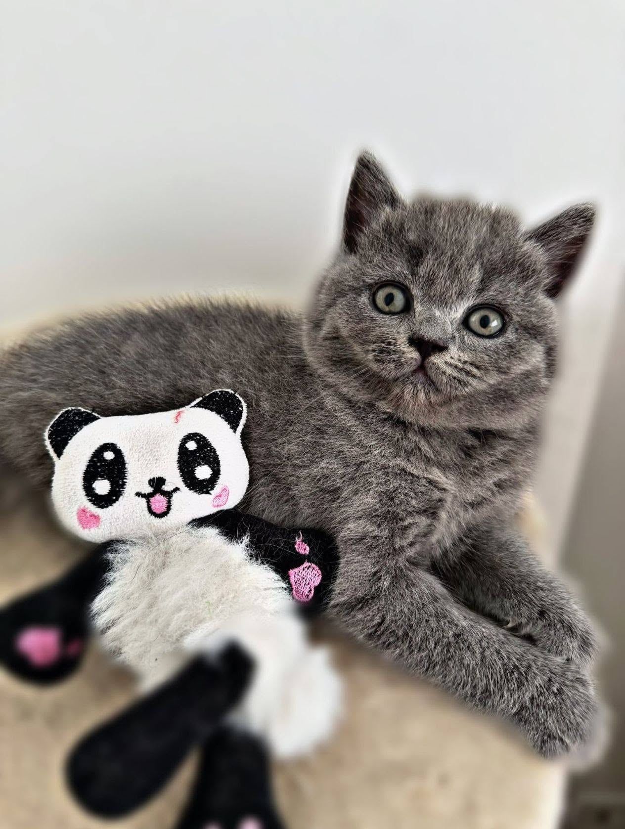 Gatinho British Shorthair azul com um peluche de panda