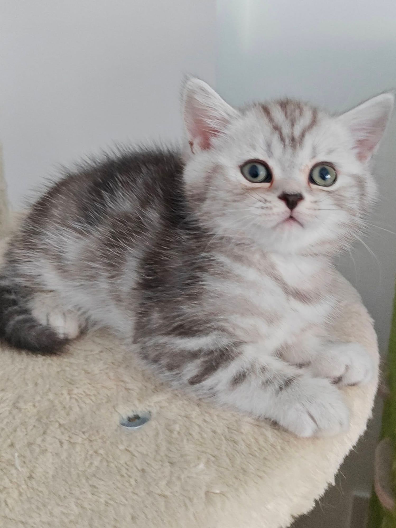 Gatinho British Shorthair prateado tabby num arranhador