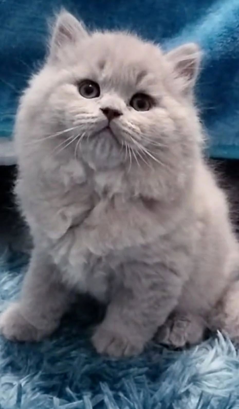 Gatinho British Longhair lilás
