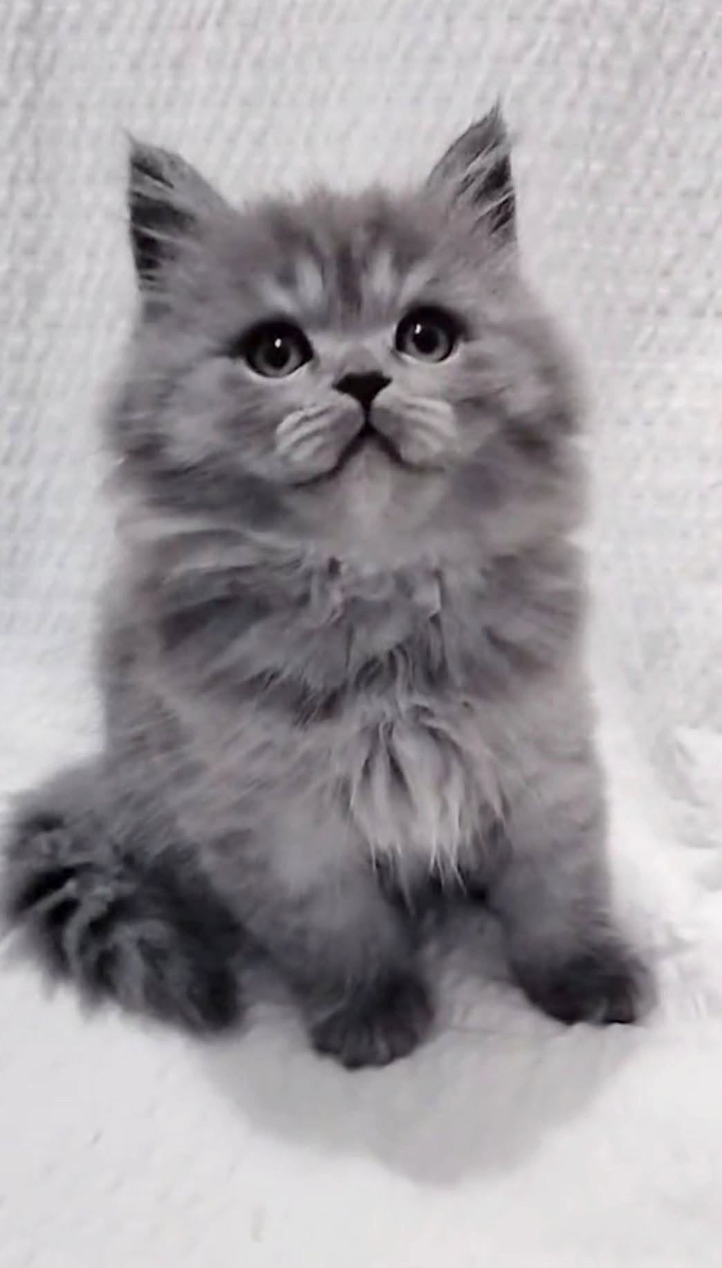 Gatinho British Longhair azul