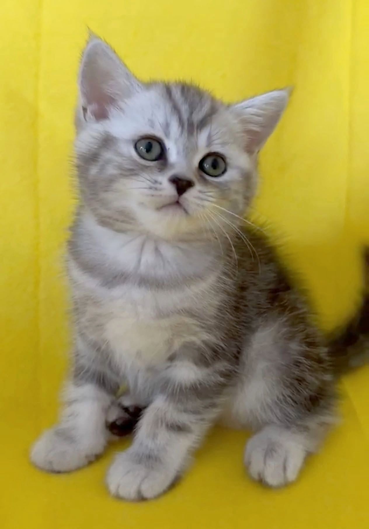 Gatinho British Shorthair prateado tabby
