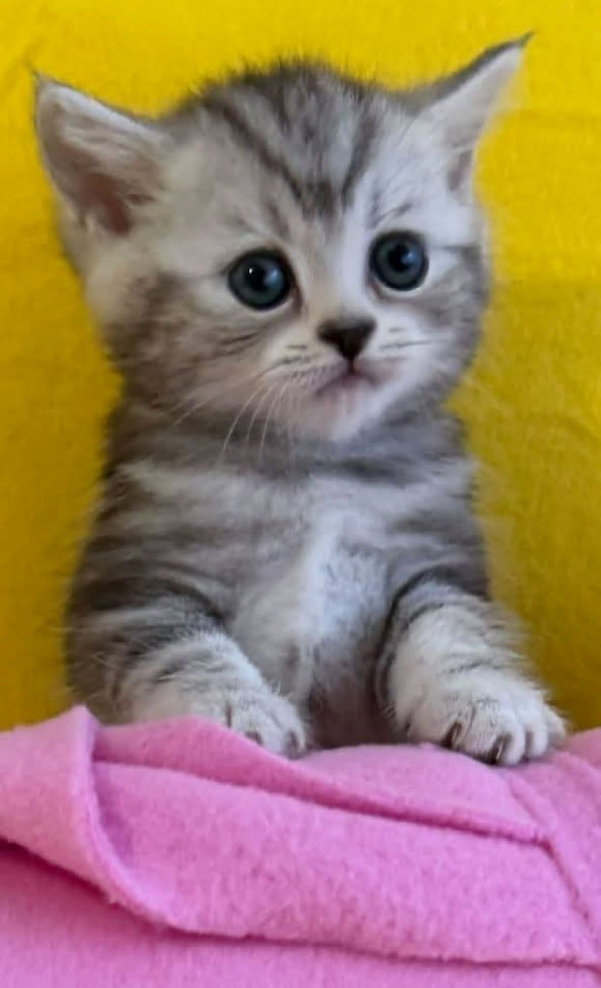 Gatinho British Shorthair prateado tabby
