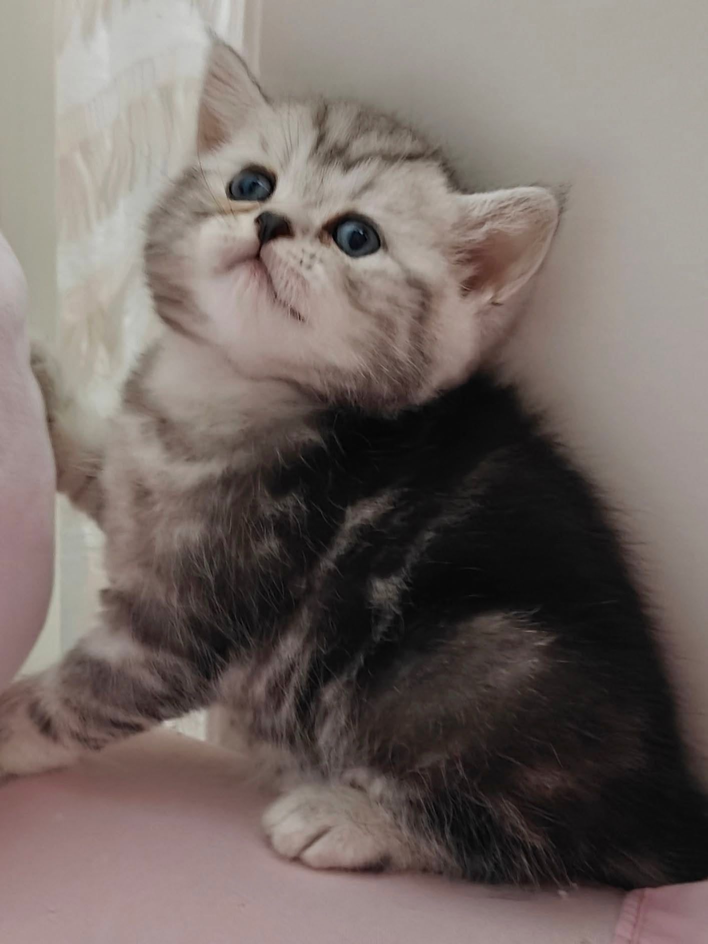 Gatinho British Shorthair prateado tabby