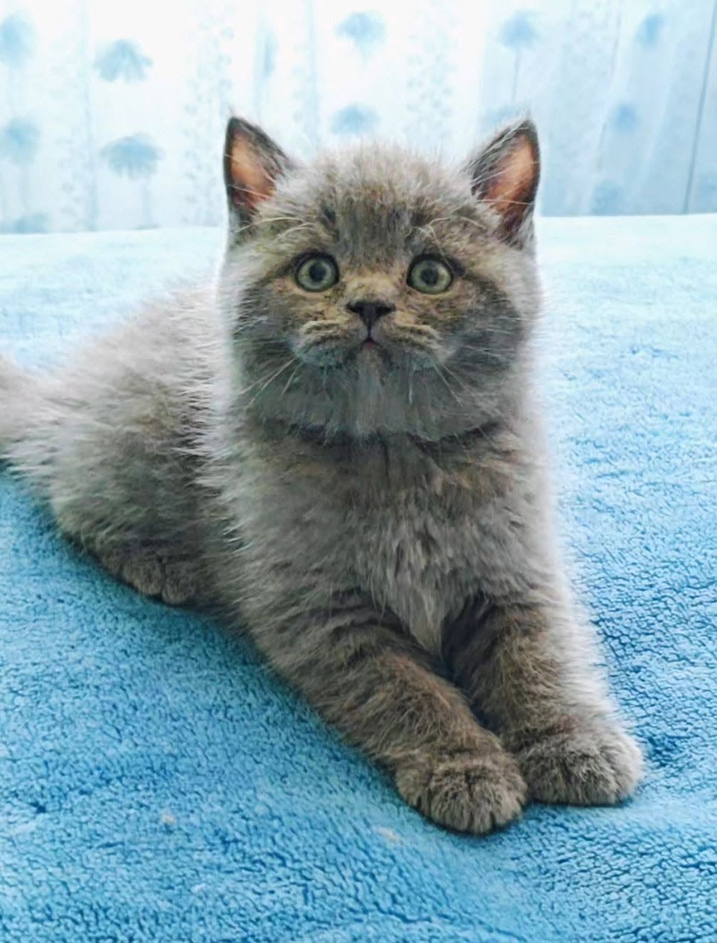 Gatinho British Shorthair azul deitado