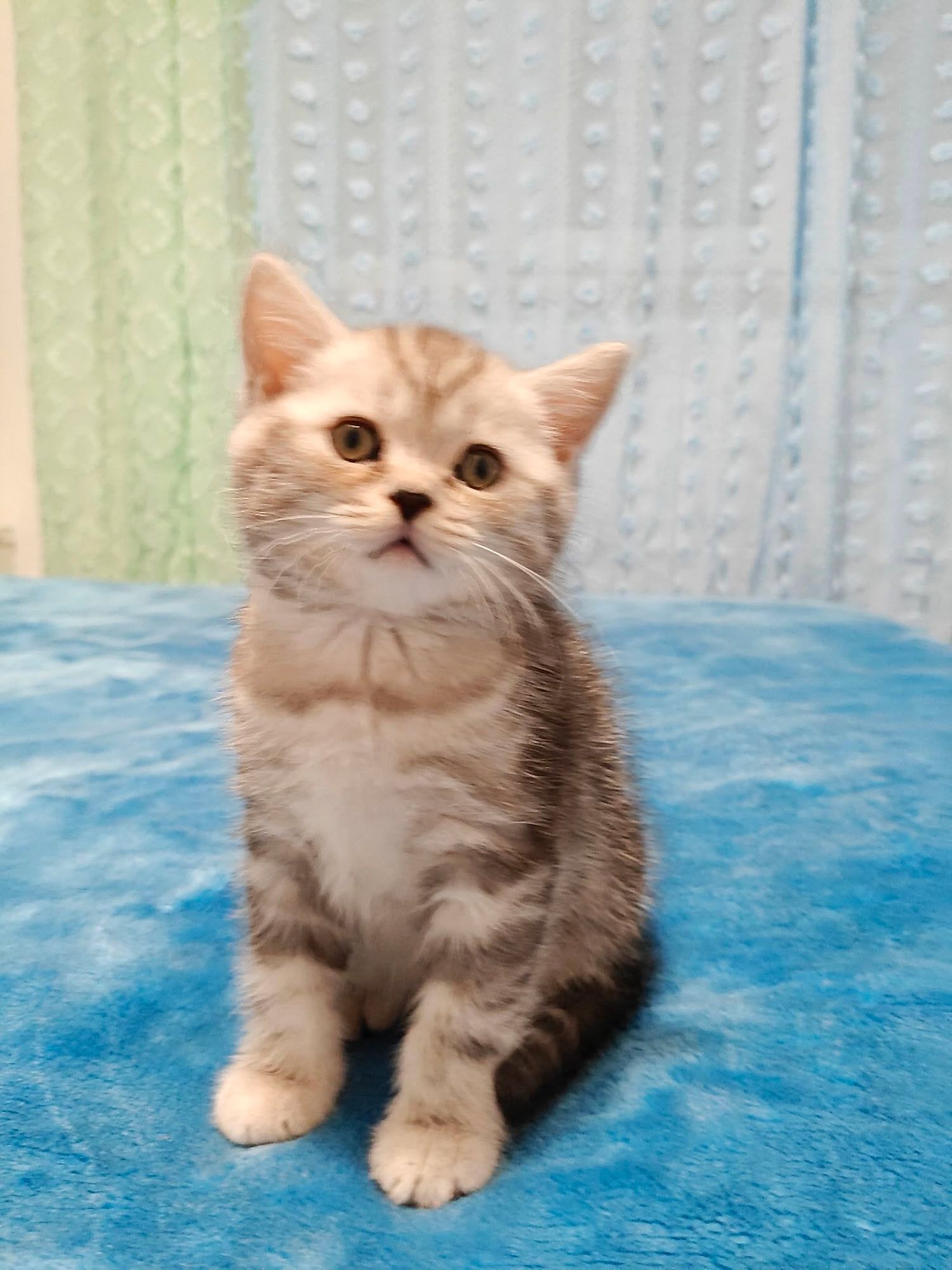 Gatinho British Shorthair tabby claro sentado