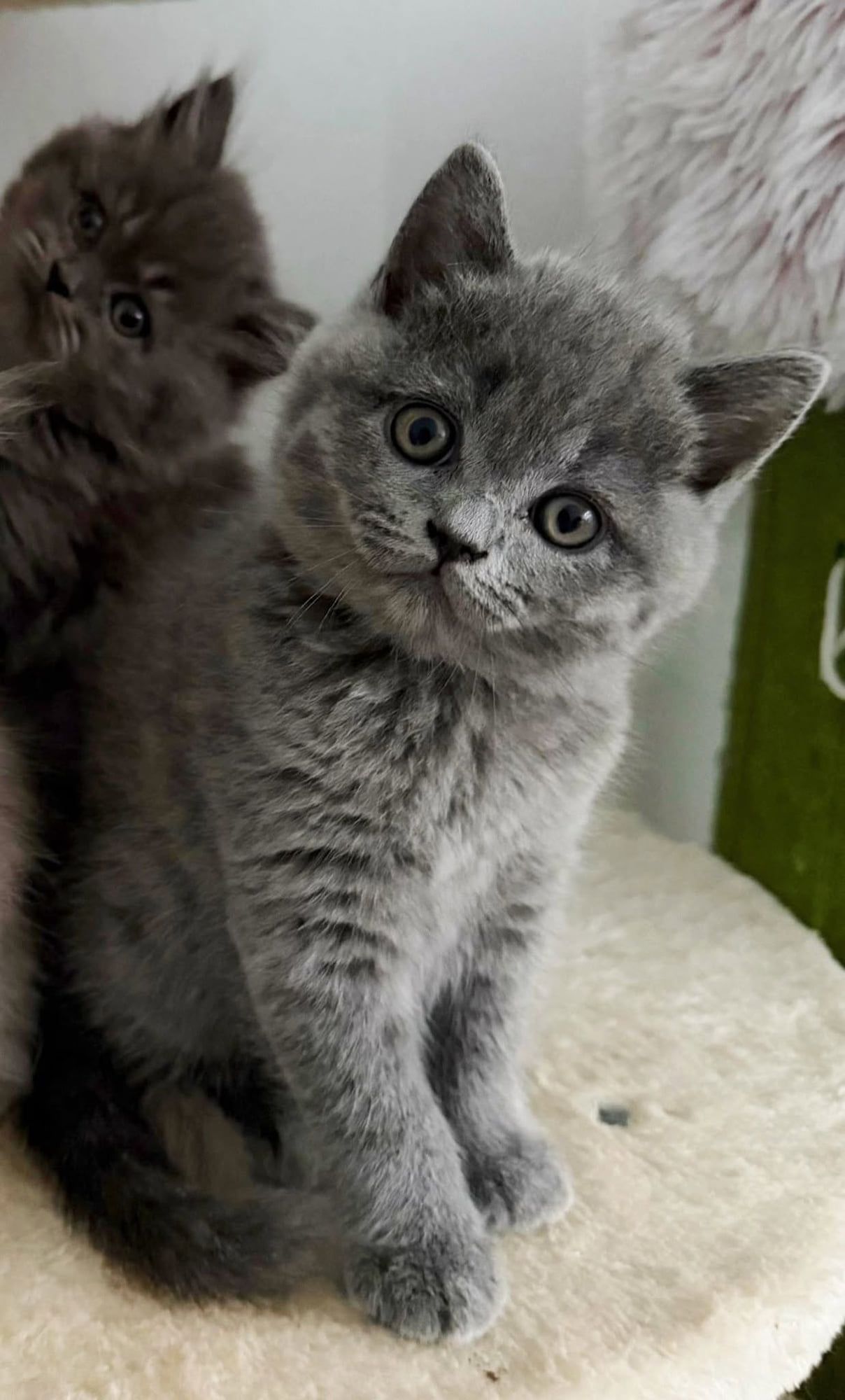 Gatinho British Shorthair azul num arranhador
