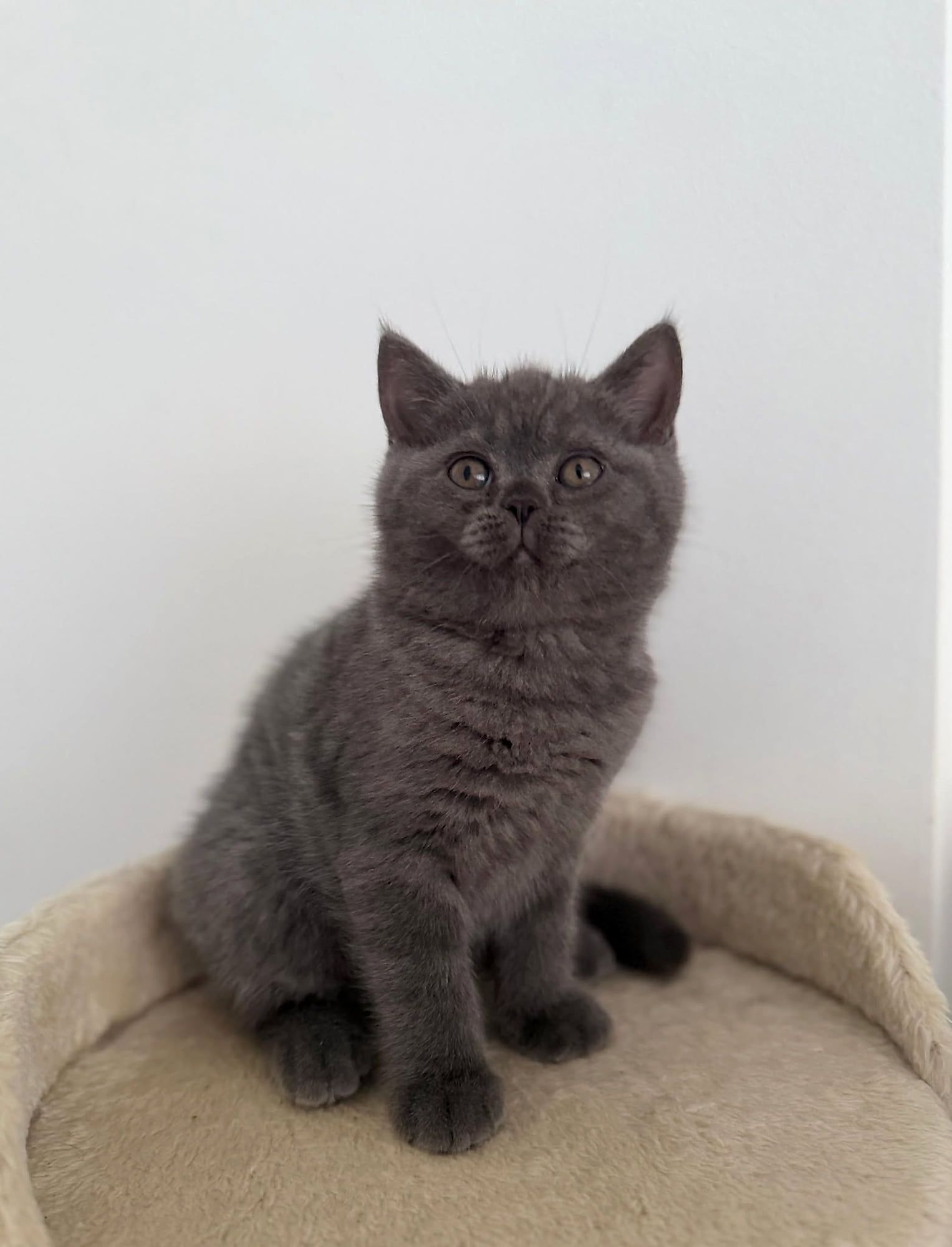Gatinho British Shorthair azul num arranhador