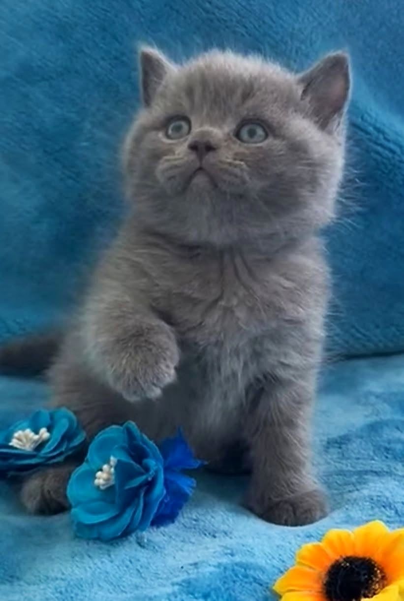 Gatinho British Shorthair azul com flores