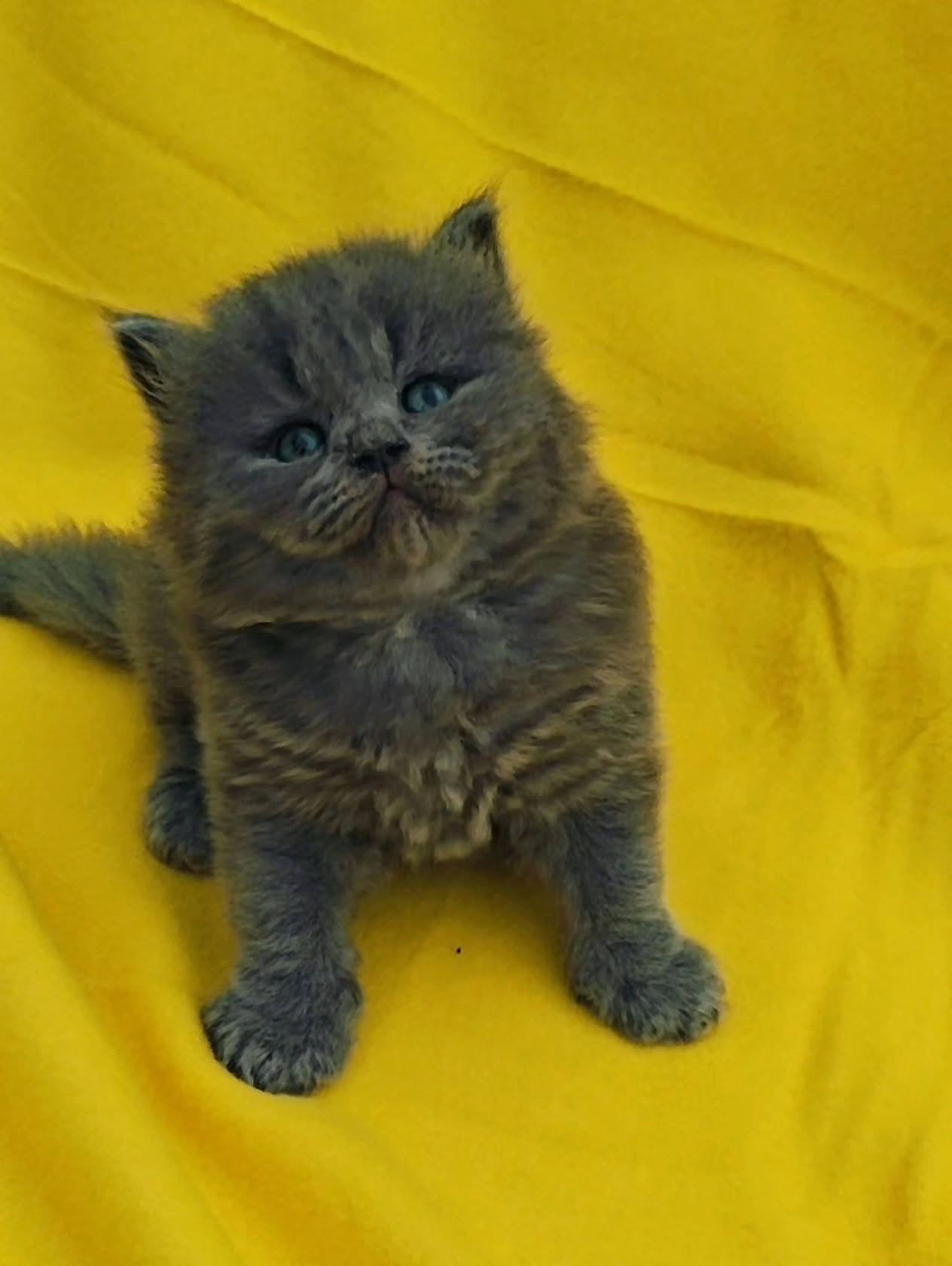 Gatinho British Shorthair azul pequeno