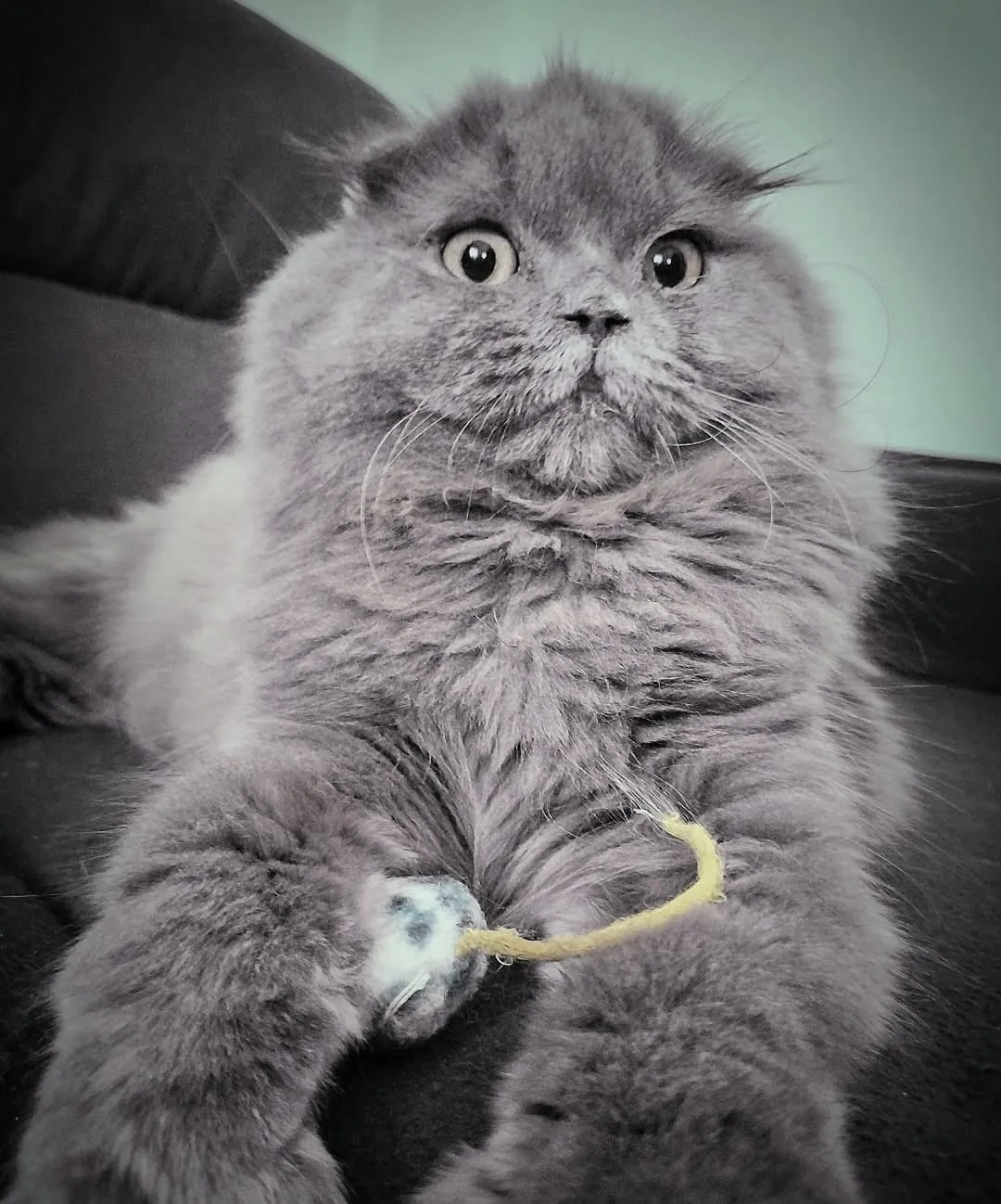 Scottish Fold Longhair